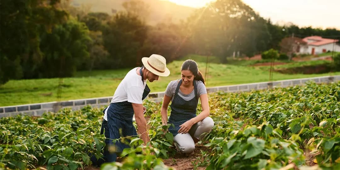 organic farming
